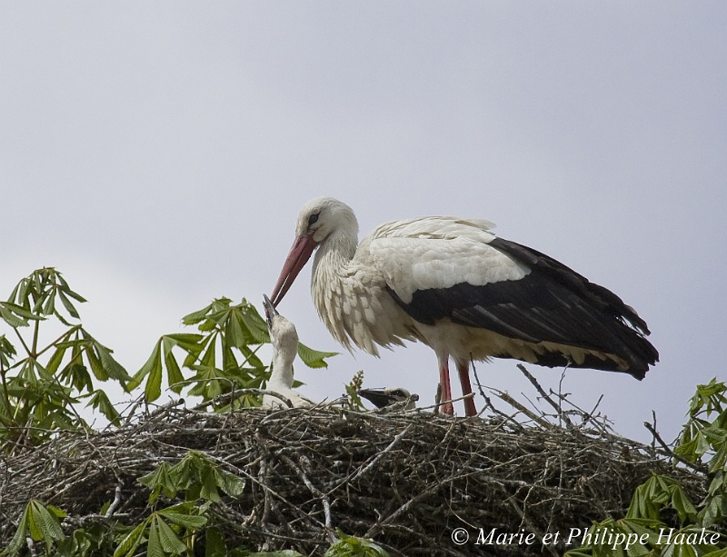 Cigogne 3343_wm.jpg - Par une journée chaude, les cigogneaux ont soif, ce qui incite les parents à leur apporter de l'eau, qu'ils leur donnent à la becquée. L'alimentation solide est régurgitée par l'adulte au fond du nid, et les petits se débrouillent seuls pour manger. (Munster, Alsace, France, avril 2008)